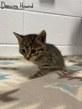 Domestic Short Hair Cats Available for Adoption in Spruce Pine, North Carolina - Dance Hound | PetCurious
