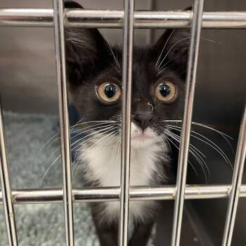 Lucy -  Domestic Short Hair Cat for Adoption in Port Charlotte, Florida - Lucy | PetCurious