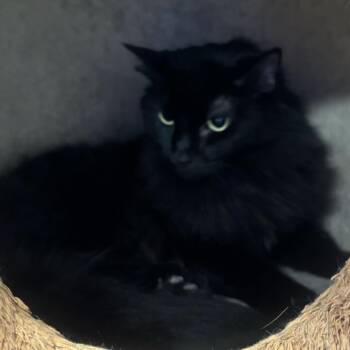 Betta -  Domestic Long Hair Cat for Adoption in Midland, Texas - Betta | PetCurious