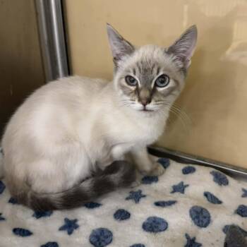 Siamese and Domestic Short Hair Cats Available for Adoption - Kasey | PetCurious