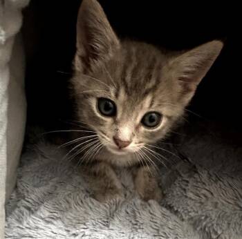 Cameron -  Domestic Short Hair Cat for Adoption in Fayetteville, Arkansas - Cameron | PetCurious