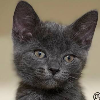 Edward -  Domestic Short Hair Cat for Adoption in Victor, New York - Edward | PetCurious