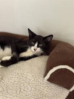 ZEUS -  Domestic Medium Hair Cat for Adoption in Sugar Land, Texas - ZEUS | PetCurious