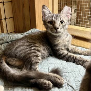 Lorraine -  Domestic Medium Hair and Tabby Cat for Adoption in Columbia, South Carolina - Lorraine | PetCurious