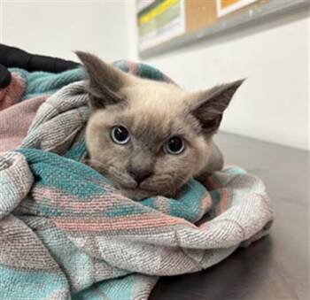 A885732 -  Siamese Cat for Adoption in Camarillo, California - A885732 | PetCurious