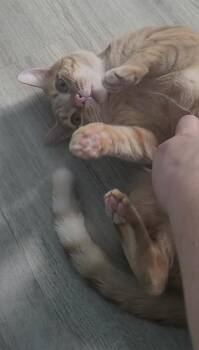 Quentin Purrantino -  Domestic Short Hair Cat for Adoption in Virginia Beach, Virginia - Quentin Purrantino | PetCurious