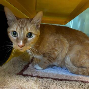 Fluffy -  Domestic Short Hair Cat for Adoption in Abilene, Texas - Fluffy | PetCurious