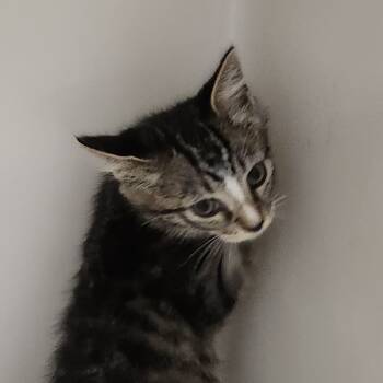 Rescue Domestic Short Hair Cats for Adoption in Harrisonburg, Virginia - Delilah | PetCurious