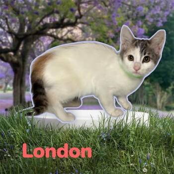 Domestic Short Hair Cats Available for Adoption in Visalia, California - LONDON | PetCurious