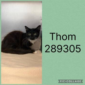 THOM -  Domestic Short Hair Cat for Adoption in Macon, Georgia - THOM | PetCurious
