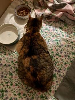 Domestic Short Hair Cats Available for Adoption in Trenton, New Jersey - Acacia | PetCurious