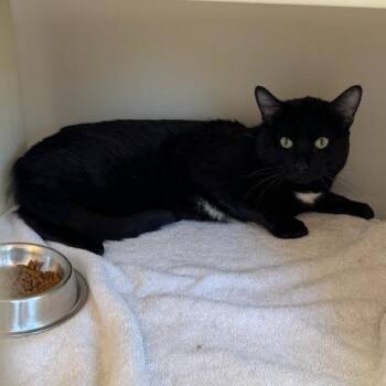Domestic Short Hair Cats Available for Adoption in Burlington, Ontario - Louis | PetCurious
