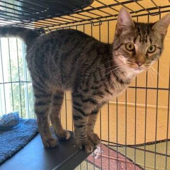 Rescue Domestic Short Hair Cats for Adoption in Columbia, South Carolina - Maurice | PetCurious