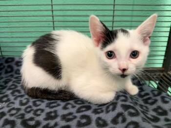Violet -  Domestic Short Hair Cat for Adoption in Frankfort, Kentucky - Violet | PetCurious