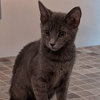 Twister -  Domestic Short Hair Cat for Adoption in Winston-salem, North Carolina - Twister | PetCurious