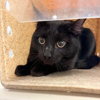 Pino -  Domestic Short Hair Cat for Adoption in Philadelphia, Pennsylvania - Pino | PetCurious