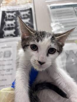 MAY -  Domestic Medium Hair Cat for Adoption in Las Vegas, Nevada - MAY | PetCurious