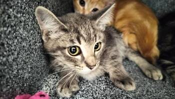KIWI -  Domestic Short Hair Cat for Adoption in Colorado Springs, Colorado - KIWI | PetCurious