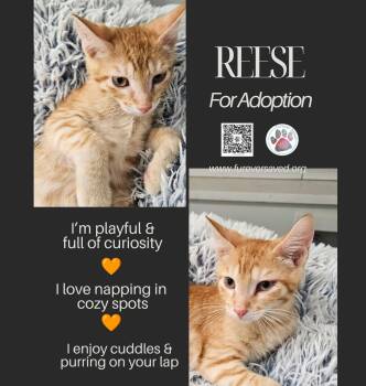 Reese -  Domestic Short Hair Cat for Adoption in Miami, Florida - Reese | PetCurious