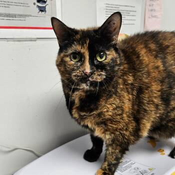 Bristol -  Domestic Short Hair Cat for Adoption in Oneonta, New York - Bristol | PetCurious