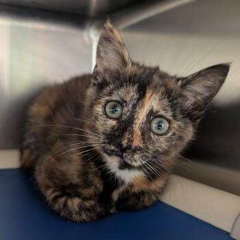 Domestic Short Hair Cats Available for Adoption in Emporia, Kansas - Randi | PetCurious