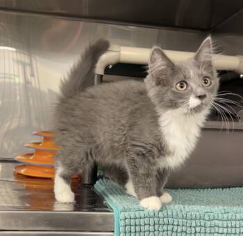 Domestic Long Hair and Russian Blue Cats Available for Adoption in Montville, New Jersey - Caprese Salad | PetCurious