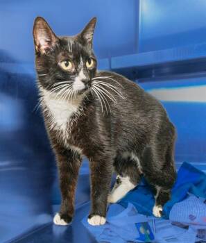 CHARLOTTE -  Domestic Short Hair Cat for Adoption in Cookeville, Tennessee - CHARLOTTE | PetCurious
