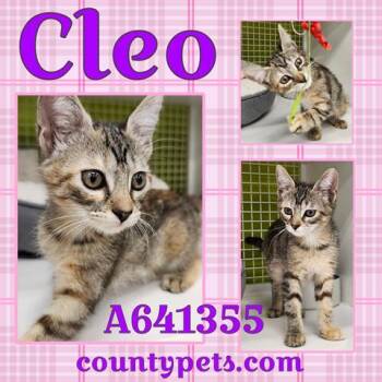 Rescue Domestic Short Hair Cats for Adoption in Houston, Texas - CLEO | PetCurious
