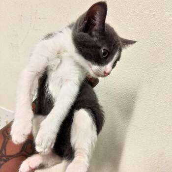 IVHS-A-140760 -  Domestic Short Hair Cat for Adoption in San Gabriel, California - IVHS-A-140760 | PetCurious