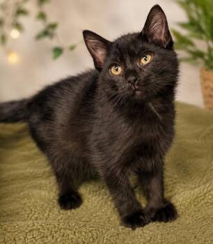 Kitten Mesa -  Domestic Short Hair Cat Available for Adoption in Cuyahoga Falls, Ohio - Kitten Mesa | PetCurious