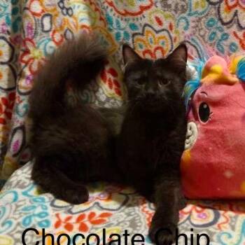 Chocolate Chip -  Domestic Long Hair Cat for Adoption in Wyandotte, Michigan - Chocolate Chip | PetCurious