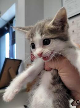 Rescue Domestic Short Hair Cats for Adoption in Republic, Missouri - Iris | PetCurious