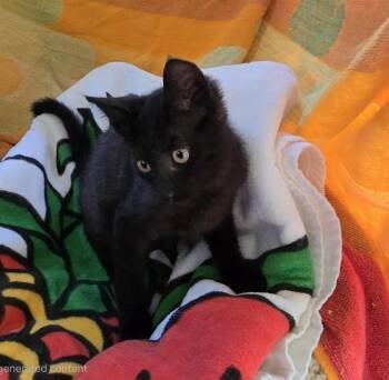 Professor -  Domestic Short Hair Cat for Adoption in Seal Beach, California - Professor | PetCurious