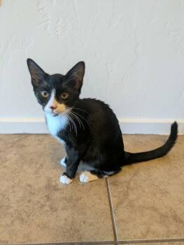 Spork 2 -  Domestic Short Hair Cat for Adoption in Tucson, Arizona - Spork 2 | PetCurious