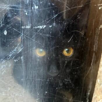 Witcher -  Domestic Short Hair Cat for Adoption in Philadelphia, Pennsylvania - Witcher | PetCurious