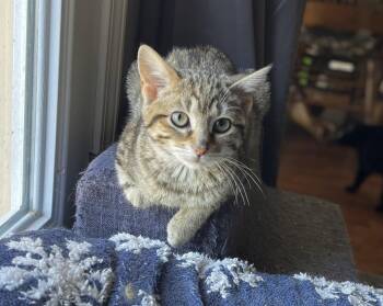 Tabby and Domestic Short Hair Cats Available for Adoption in Oxford, Mississippi - Zadie | PetCurious
