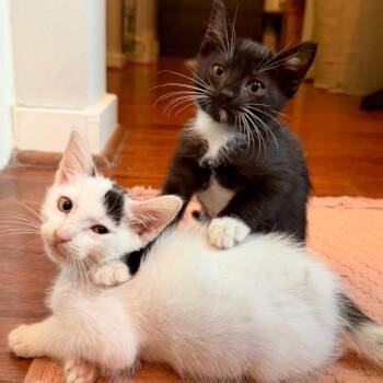 Gidget -  Domestic Short Hair Cat for Adoption in Houston, Texas - Gidget | PetCurious