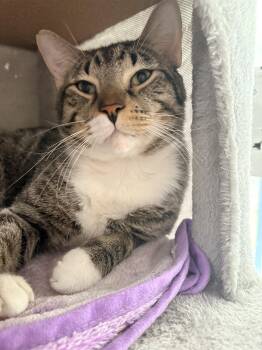 Andy -  Domestic Short Hair Cat for Adoption in North Huntingdon, Pennsylvania - Andy | PetCurious