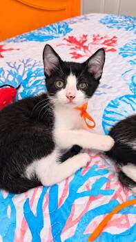 Oreo -  Domestic Medium Hair Cat for Adoption in Long Beach, California - Oreo | PetCurious