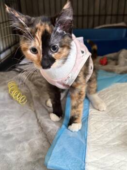 Rescue Domestic Short Hair Cats for Adoption in New York, New York - Aristokittie Marie, Berlioz And Toulose | PetCurious