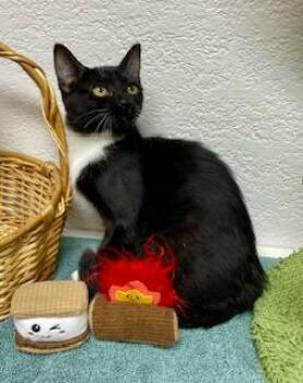 Rescue Tuxedo Cats for Adoption in Pasco, Washington - Colby | PetCurious