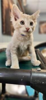 Kitten 27792 (Gnocchi) -  Domestic Medium Hair Cat for Adoption in Parlier, California - Kitten 27792 (Gnocchi) | PetCurious