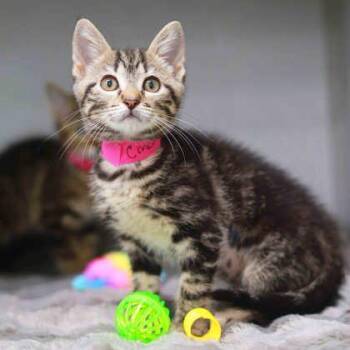 Cinco De Meow -  Domestic Short Hair Cat for Adoption in Atlanta, Georgia - Cinco De Meow | PetCurious