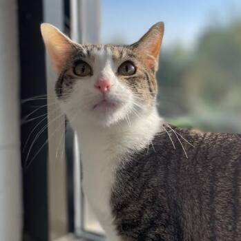 Cosmo -  Domestic Short Hair Cat for Adoption in Stafford, Virginia - Cosmo | PetCurious
