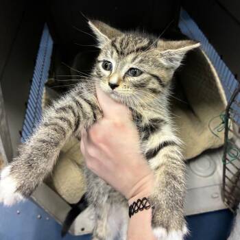 Macaw (light pink) -  Domestic Short Hair Cat for Adoption in Greensboro, North Carolina - Macaw (light Pink) | PetCurious