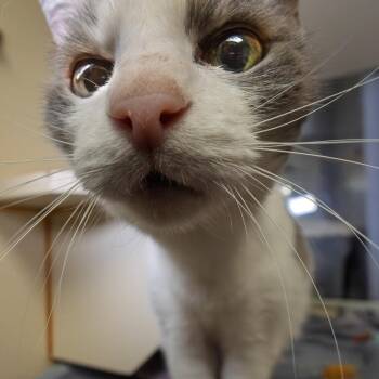 Domestic Short Hair Cats Available for Adoption - Hope | PetCurious