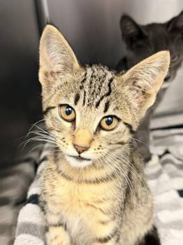 KNIFE* -  Domestic Short Hair Cat for Adoption in Santa Cruz, California - KNIFE* | PetCurious