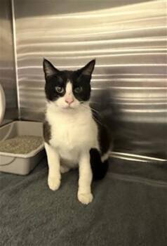 Domestic Short Hair Cats Available for Adoption - HARRISON | PetCurious