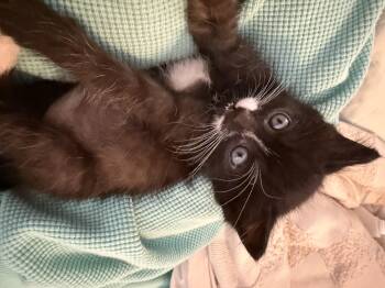 Pita -  Domestic Short Hair Cat for Adoption in Fruit Heights, Utah - Pita | PetCurious