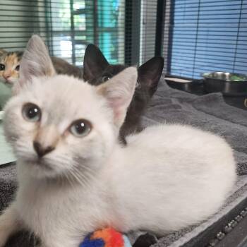Poundcake -  Siamese Cat for Adoption in Charleston, South Carolina - Poundcake | PetCurious
